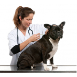 clínica especializada em vacina de raiva para gatos Arenoso