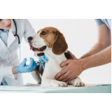 clínica para internação para animais de estimação STIEP