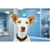 clínica para internação para cães e gatos Doron
