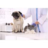 clínica para internação para gato Vila Atlântico