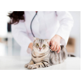 clínica para internação para gatos Acupe