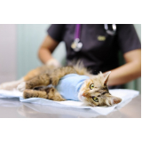 clínica que faz internação assistida para animais Resgate
