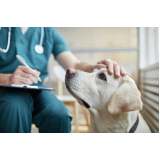 clínica que faz internação de cachorra Vila de Atlântico