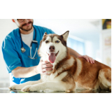 clínica que faz internação de cachorros Cabula