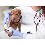 clínica que faz internação de emergência para animais Trobogy