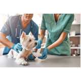 clínica que faz internação de emergência para cães Cabula VI
