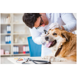 clínica que faz internação para cachorro Cabula VI