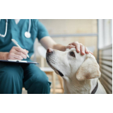 clínica veterinária com internação valores Sete de Abril