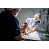 clínica veterinária de animais 24h telefone Pau da Lima