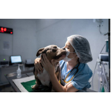 clínica veterinária de animais 24h Vida Nova