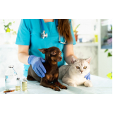 clínica veterinária para cirurgia animal endereço Jardim Armação