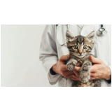 clínica veterinária para gatos endereço Barreiras