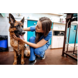 clínica veterinária plantão contato Costa Azul