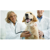 ecocardiograma veterinário agendar Barreiras