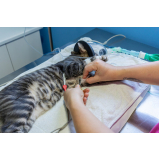 eletrocardiograma em cães e gatos Canabrava