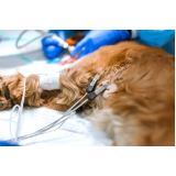 exame ecocardiograma para animais agendar Canabrava