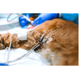 exame ecocardiograma para cães Retiro