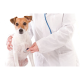 exame ecocardiograma veterinário marcar Brotas