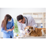 exames clínicos veterinários Cabula