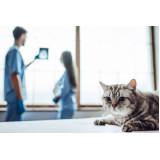 exames laboratoriais em animais Resgate