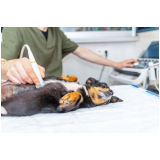 exames laboratoriais para animais marcar Caji -vida Nova