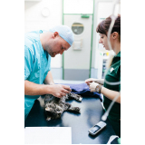 onde faz cirurgia ortopédica em cães Novo Horizonte