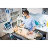 onde fazer usg veterinária Pernambués