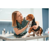 pronto socorro veterinário 24h contato Campinas de Pirajá