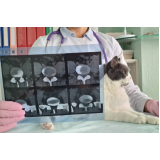 radiografia veterinária marcar São Marcos