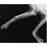 radiografia veterinária Vida Nova