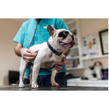 ultrassom abdominal veterinário marcar Vida Nova