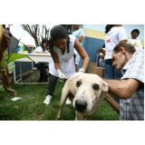 vacina contra raiva em cachorro agendar Engomadeira