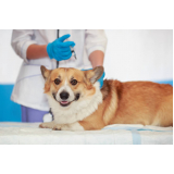 vacina contra raiva em cachorro Calabar