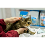 vacina contra raiva gato agendar Brotas