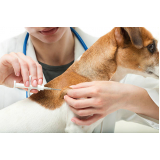 vacina contra raiva para cachorro agendar Candeal