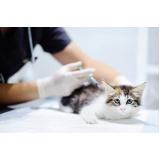 vacina para gato v4 agendar Saboeiro
