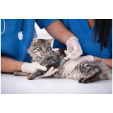 vacina para gato v4 Macaúbas