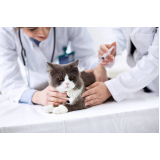vacinas antirrábica para gatos Santa Mônica