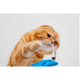 vacinas de raiva gatos Acupe