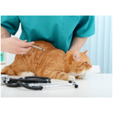 vacinas de raiva para gatos Ipitanga