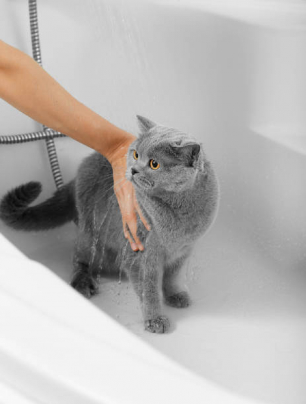 Tosa e Banho Marcar Calabar - Banho e Tosa em Gatos