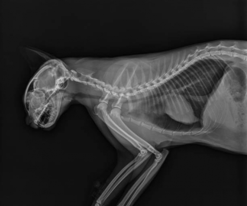 Ultrassom para Animais Agendar Capelinha - Rx para Cães com Laudo Engomadeira