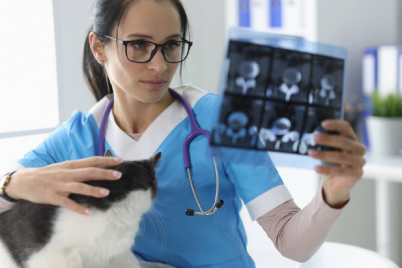 Ultrassom para Animais São Gonçalo do Retiro - Exames Laboratoriais para Animais Cabula