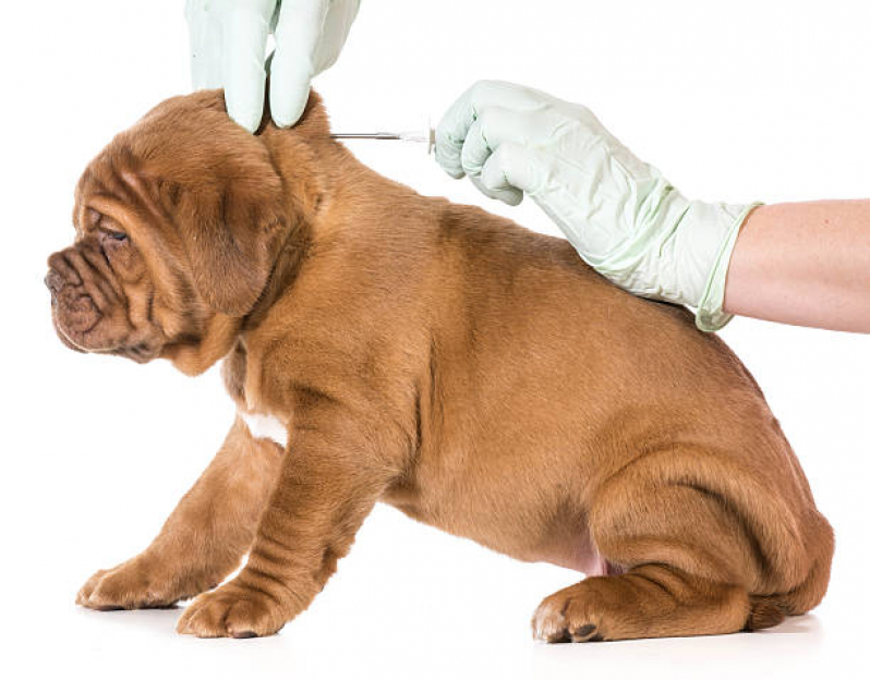 Vacina Antirrábica para Gato Agendar Nova Sussuarana - Vacina contra Raiva para Cachorro Salvador