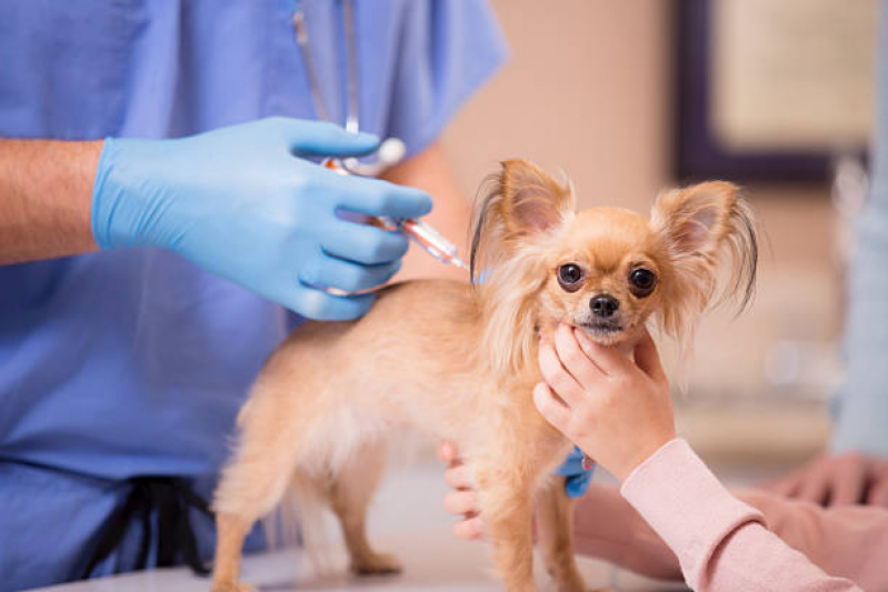 Vacina Antirrábica para Gato Jardim Nova Esperança - Vacina contra Raiva para Cachorro Cabula