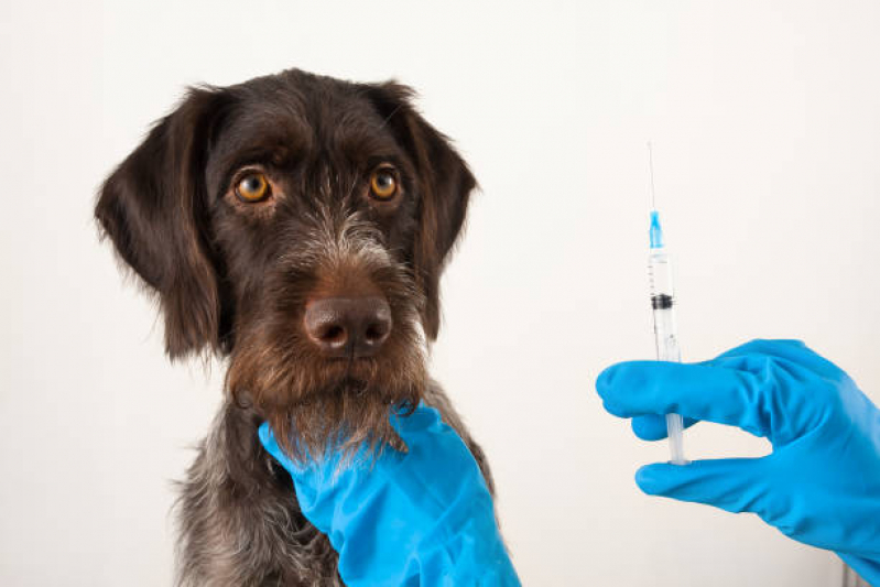 Vacina Cinomose Agendar Saramandaia - Vacina contra Raiva para Cachorro Salvador