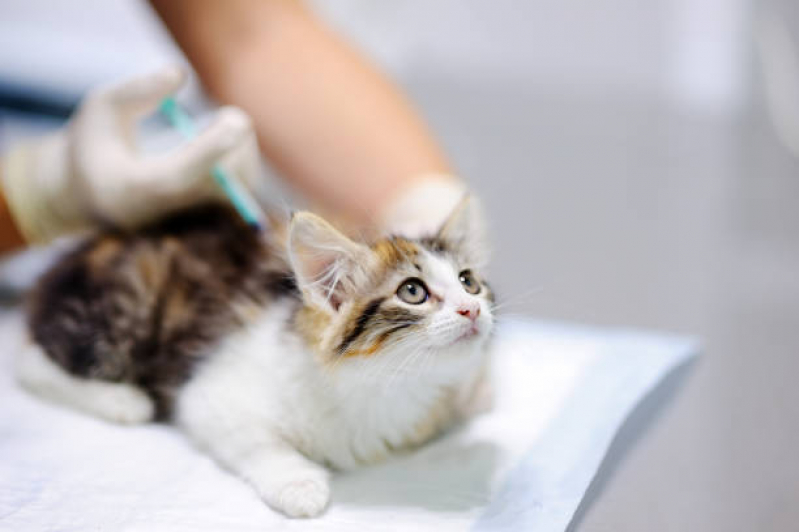Vacina Cinomose Vida Nova - Vacina Antirrábica para Gato