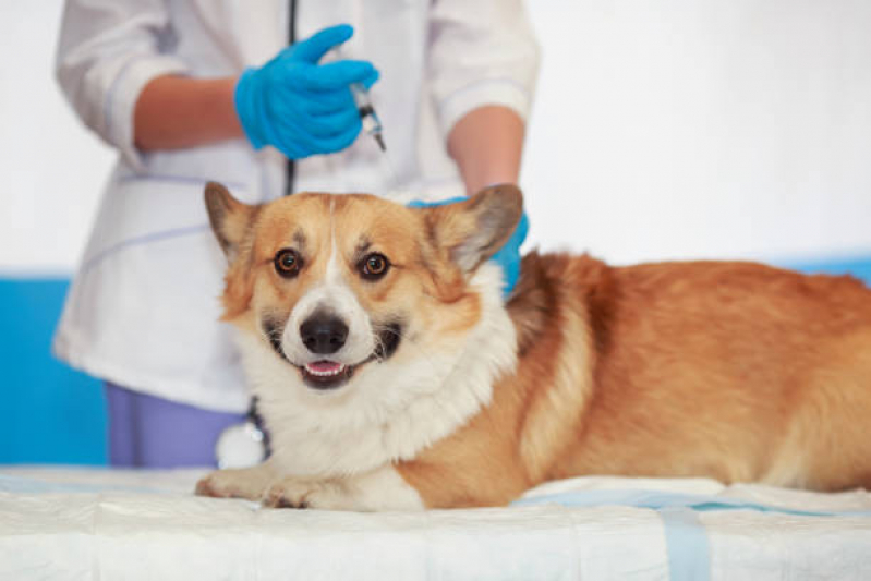 Vacina contra Raiva em Cachorro Jardim Nova Esperança - Vacina Parvovirose