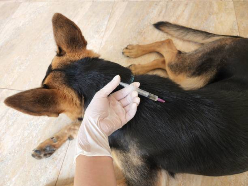 Vacina contra Raiva Gato Baixa de Quintas - Vacina contra Raiva para Cachorro Salvador