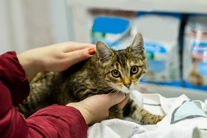 Vacina contra Raiva para Cachorro Costa Azul - Vacina para Gato V4